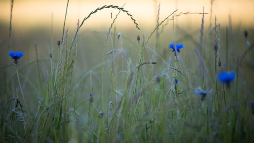 Close-up of purple flowering plants on field