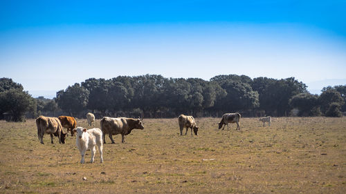 Horses grazing in a field