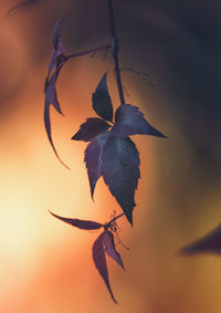 Close-up of orange leaves against sky during sunset