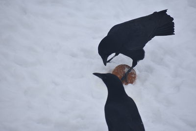 Black bird on a snow