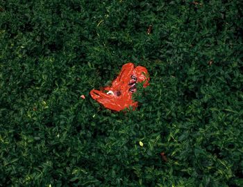 High angle view of butterfly on grass