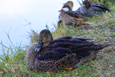 Close-up photo of mottled duck, photo of black and brown duck bird