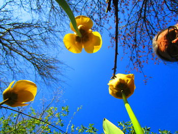 Low angle view of yellow flowering plant against clear blue sky