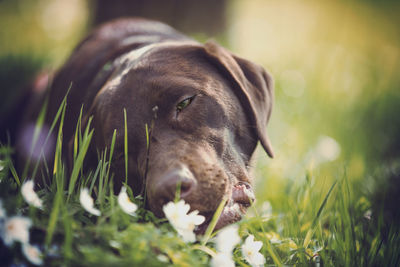 Close-up of dog