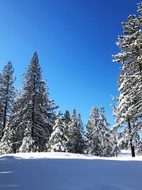 Trees against clear blue sky during winter