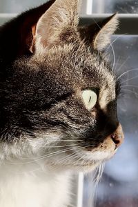 Tabby cat looking out the window