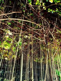 Full frame shot of bamboo trees in forest