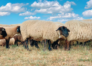 View of sheep on field