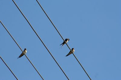 Low angle view of birds perching on cable against clear blue sky
