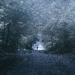 Road along trees