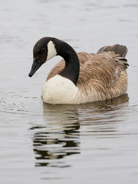 Close-up of duck in lake