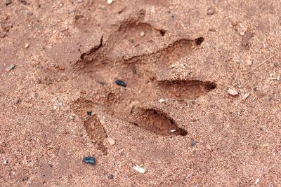 Close-up of footprints on sand