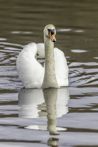 Close-up of duck swimming in lake