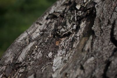 Close-up of lichen on tree trunk