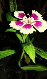 Close-up of flower blooming outdoors