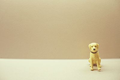 Portrait of dog sitting against wall