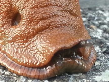 Close-up of human eye