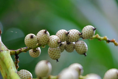 Close-up of flowering plants against blurred background