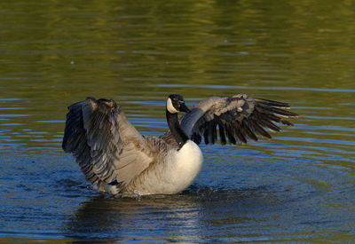 Birds in water