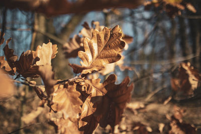 Close-up of dried leaves on plant