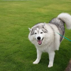 Portrait of dog on field