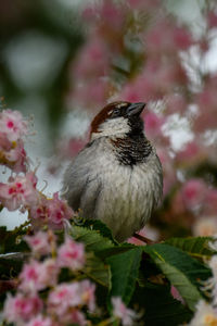 Close-up of bird perching on flower