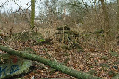 Bare trees in forest