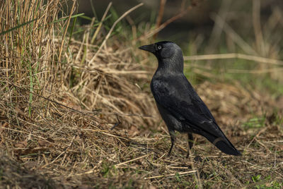 Close-up of bird perching on field