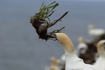 Close-up of bird against blurred background