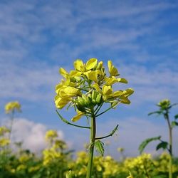 Close-up of yellow flower