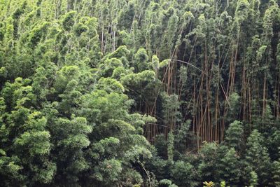 Trees in forest