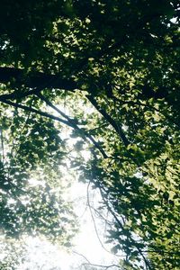 Low angle view of trees in forest