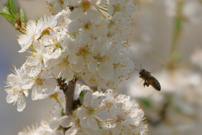 Close-up of bee on white flowers