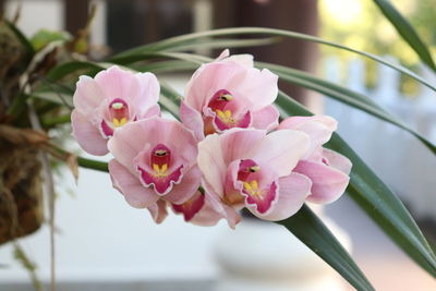 Close-up of pink orchids