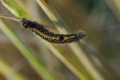 Close-up of insect on leaf