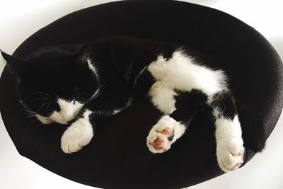 Cat relaxing on floor