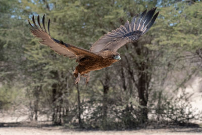 Bird flying in a forest