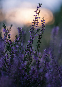 Close-up of purple flowering plants on field during sunset