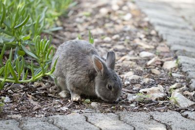Close-up of a sheep on field