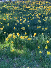 Yellow flowering plants on field