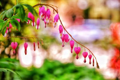 Close-up of pink flowering plants