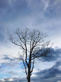 Low angle view of bare tree against sky