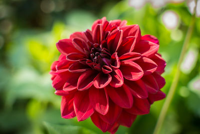 Close-up of red dahlia