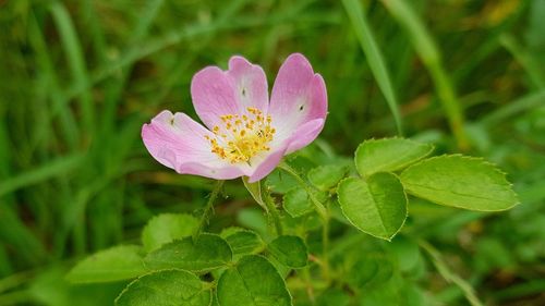 Close-up of pink flowering plant