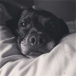 Close-up portrait of dog on bed