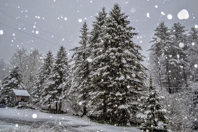 Trees on snow covered land