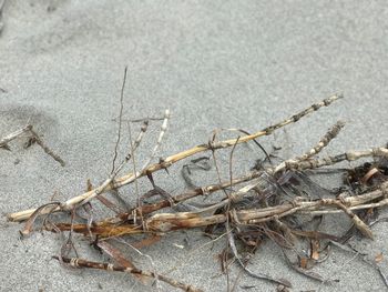 Close-up of lizard on sand at beach