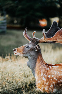 View of deer on field