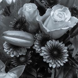 Close-up of flowers