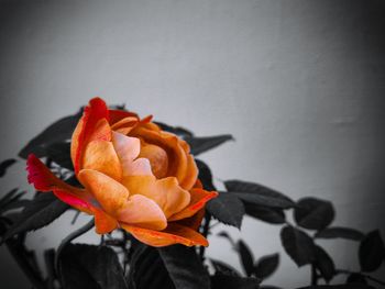 Close-up of orange flowers blooming indoors